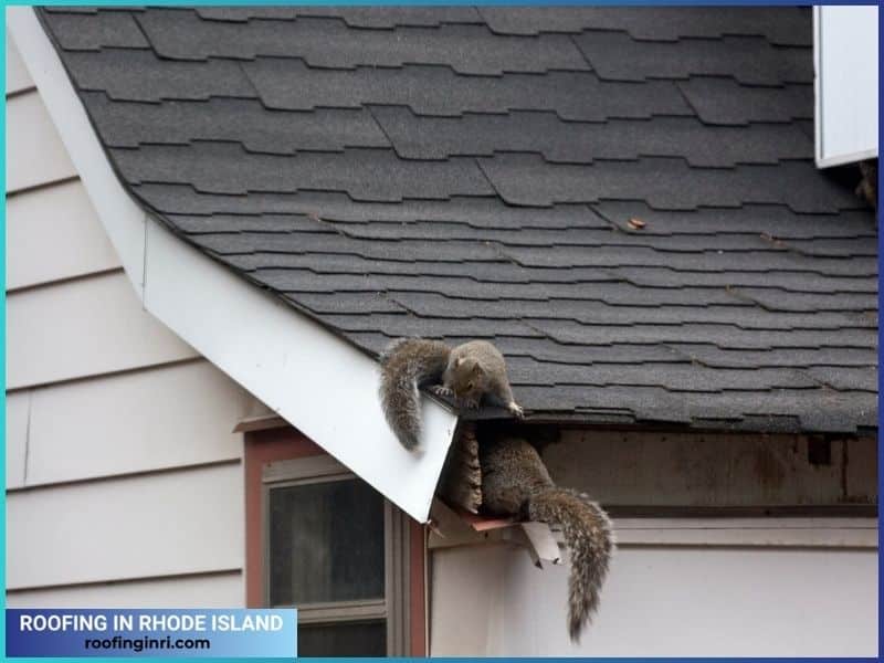 Squirrels in attic rodent damage roof shingle