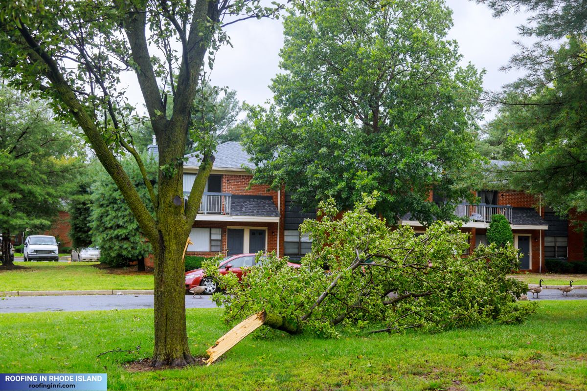 Fallen Branch of a Tree after Storm
